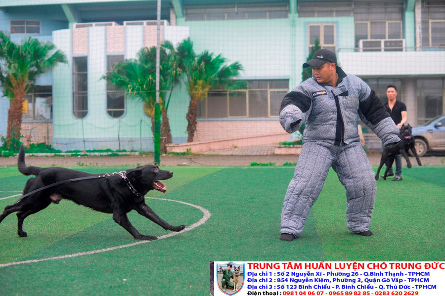 Các cách huấn luyện chó cơ bản nhất