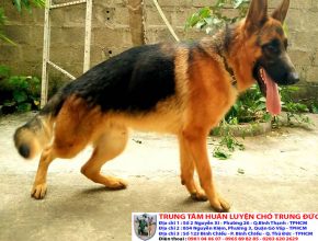 Chó Becgie | Bán chó Becgie thuần chủng tại Tphcm, Bình Dương