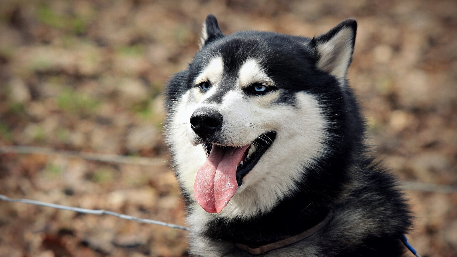 Appearance characteristics about Alaska dog