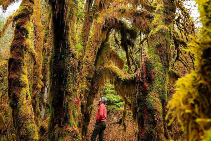 Lạc vào thế giới cổ tích kỳ bí ở cánh rừng nước Mỹ